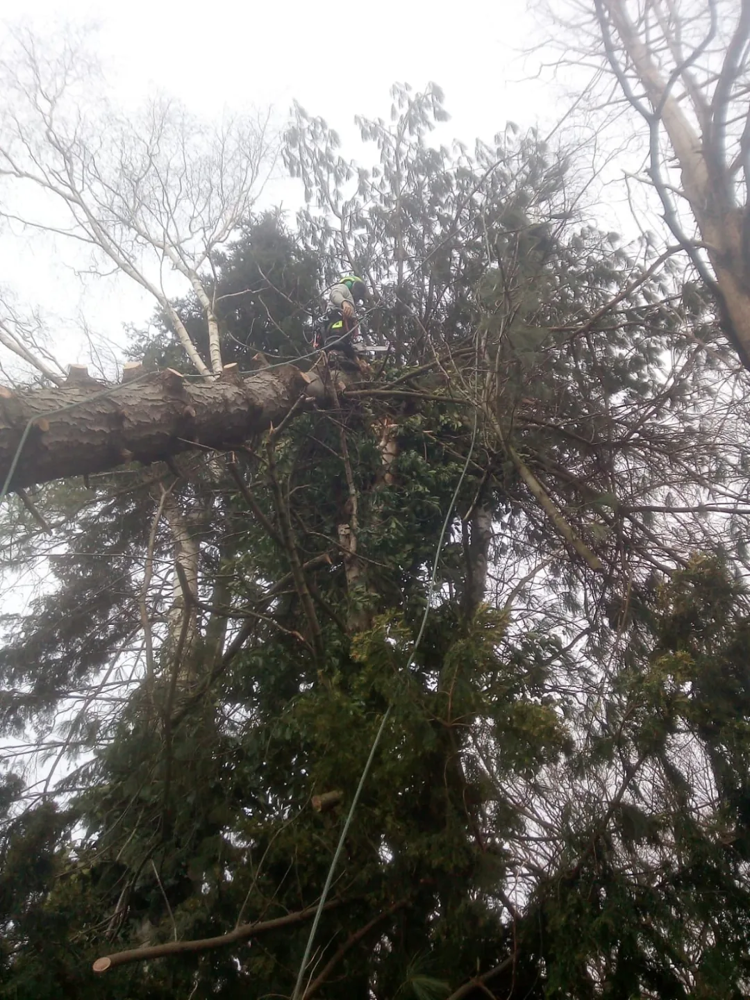 Baumpflege an höherem Baum