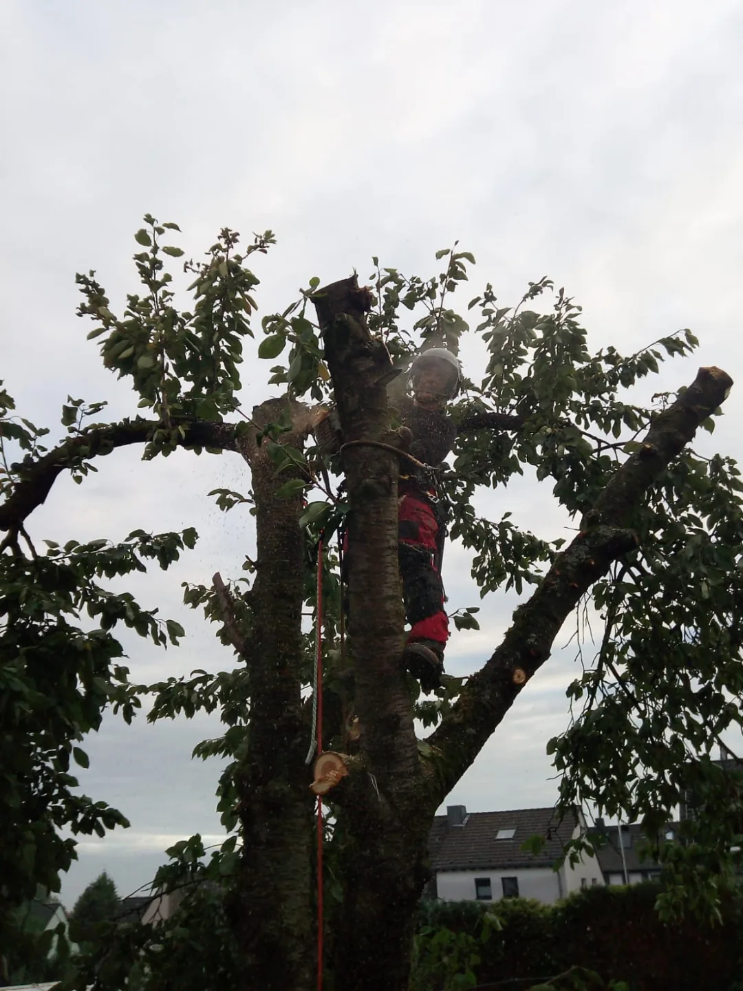 Baumpflege in großer Höhe