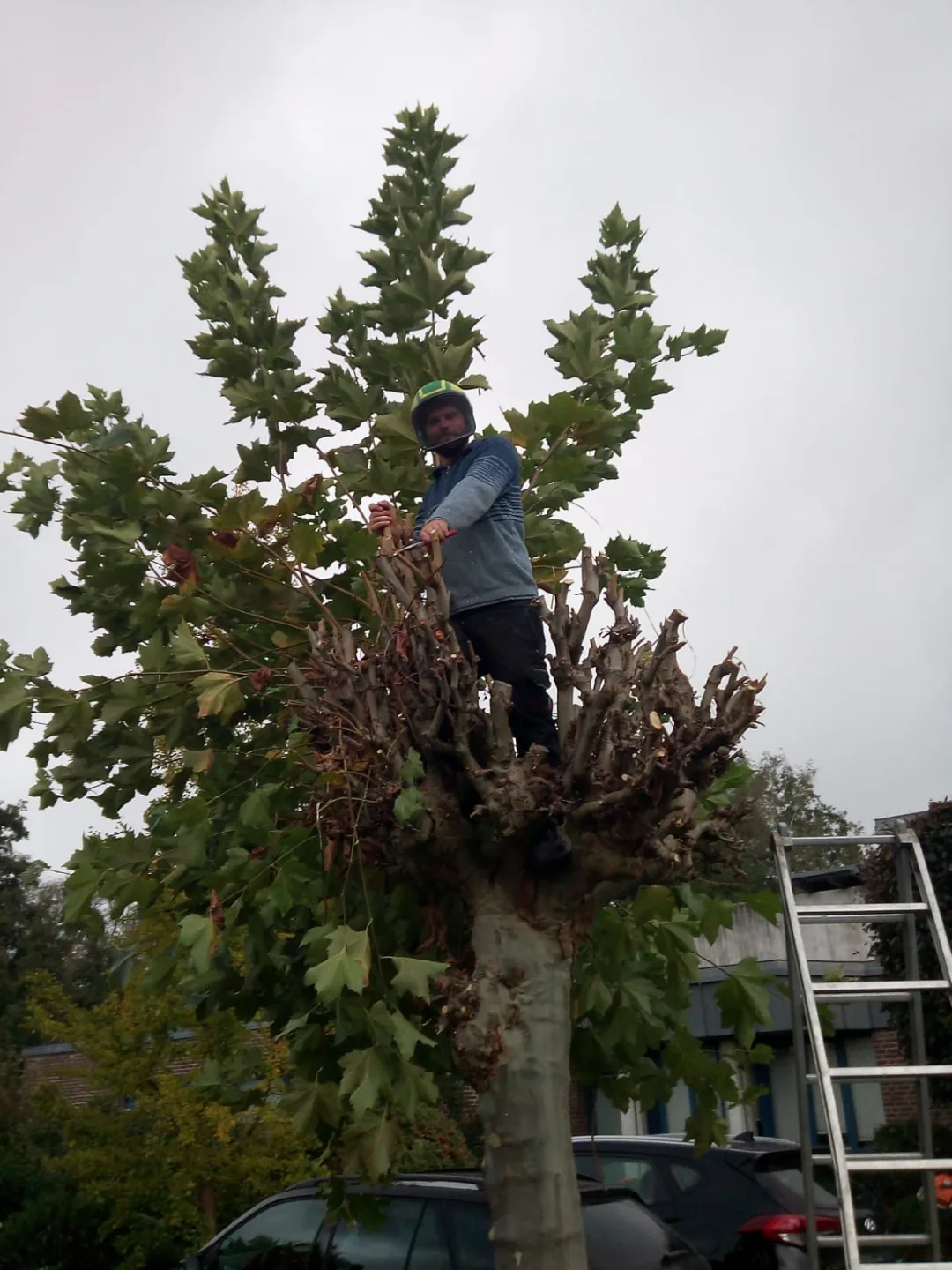 Baumarbeiten in großer Höhe